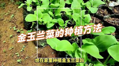 金玉蘭種植|金玉兰菜的种植方法